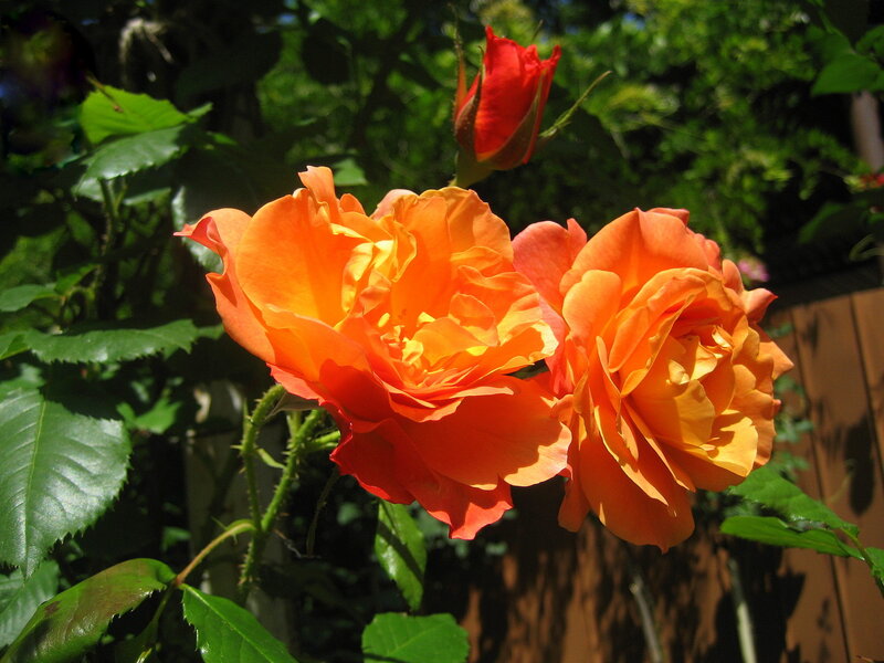 Orange Roses in Bloom — Serene, Afternoon