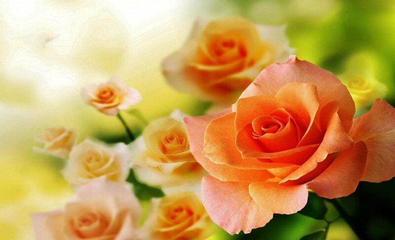 Orange Roses in Bloom — Serene, Morning, Photograph, Flowers