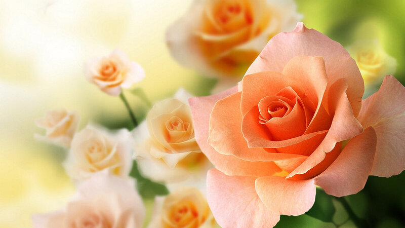 Orange Roses in Bloom — Serene, Morning