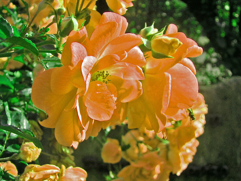 Orange Roses in Bloom — Serene