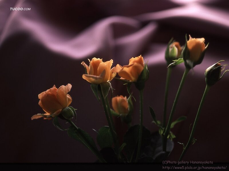 Orange Roses in Bloom