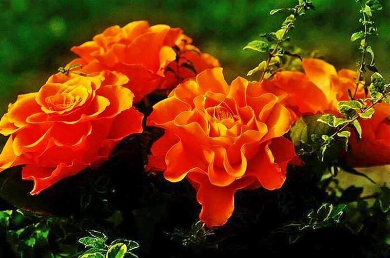 Orange Roses in Bloom — Vibrant, Afternoon