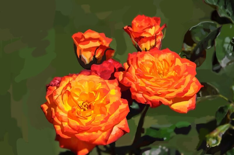 Orange Roses in Bloom — Vibrant