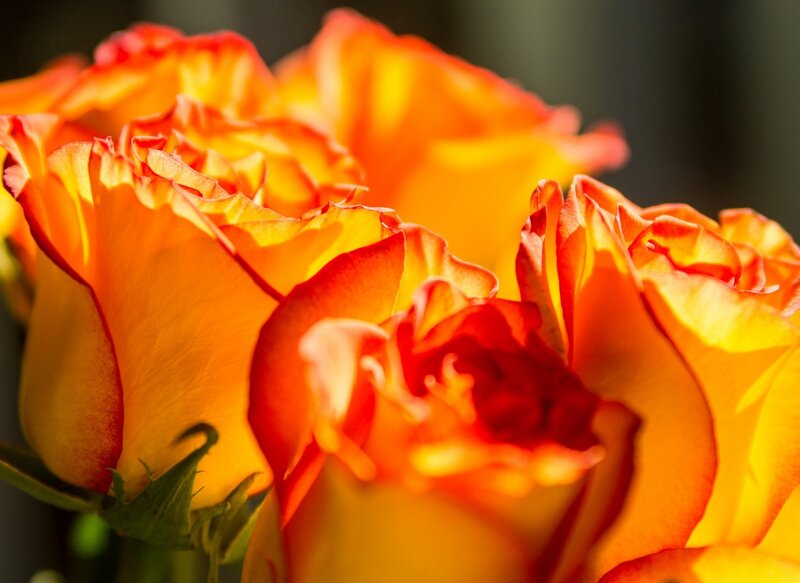 Orange Roses in Bloom — Warm
