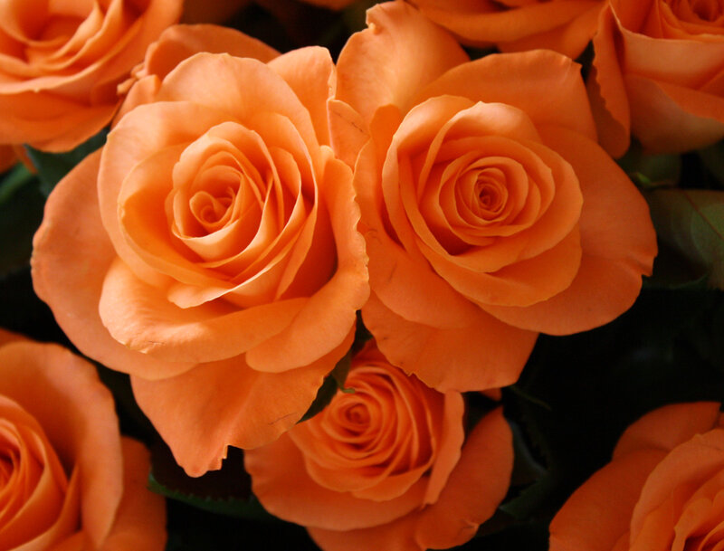 Orange Roses in Bouquet — Calm, Photograph