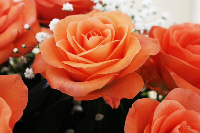 Orange Roses in Bouquet — Calm
