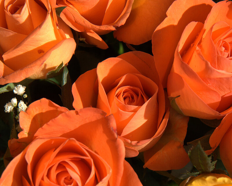 Orange Roses in Bouquet
