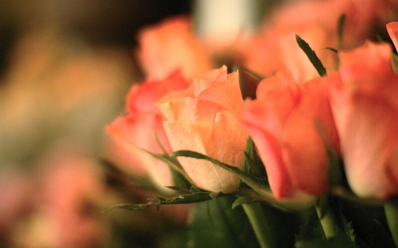 Orange Roses in Focus