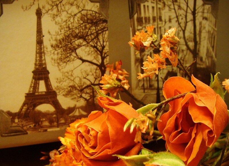 Orange Roses in Foreground