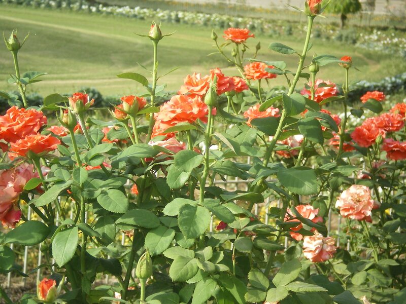 Orange Roses in Garden — Serene