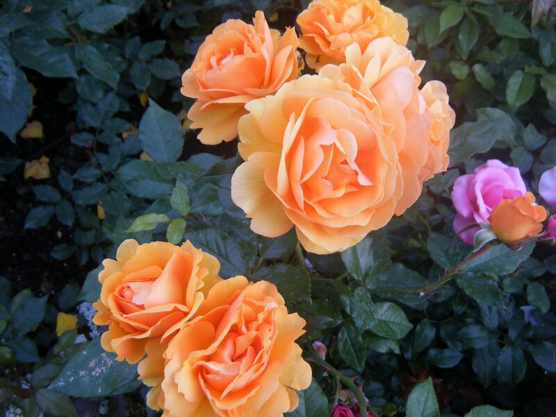 Orange roses in garden