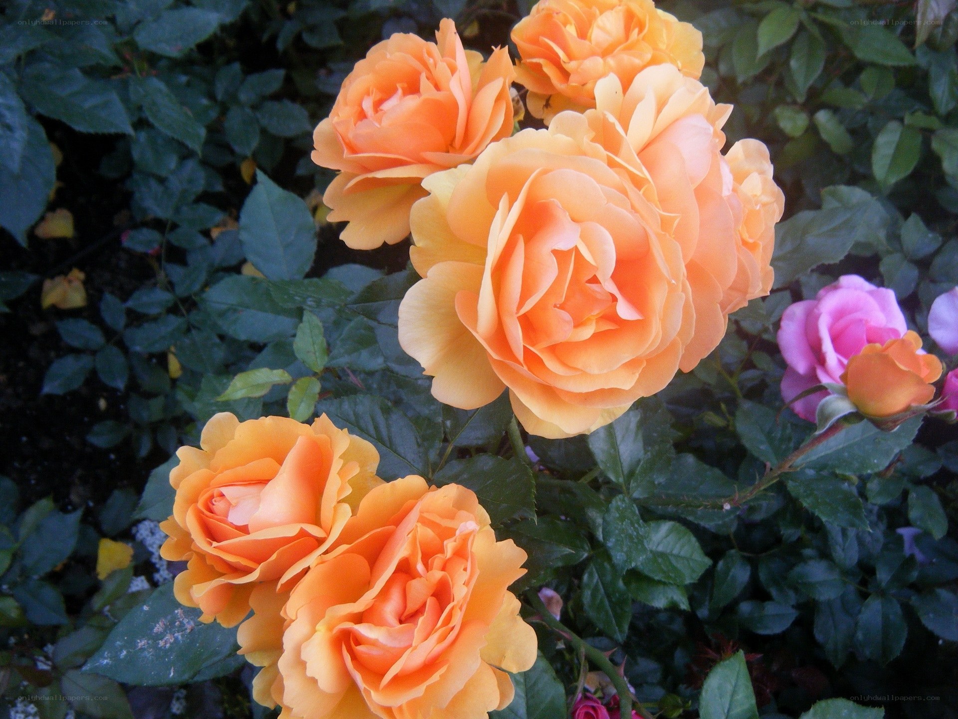 Orange roses in garden