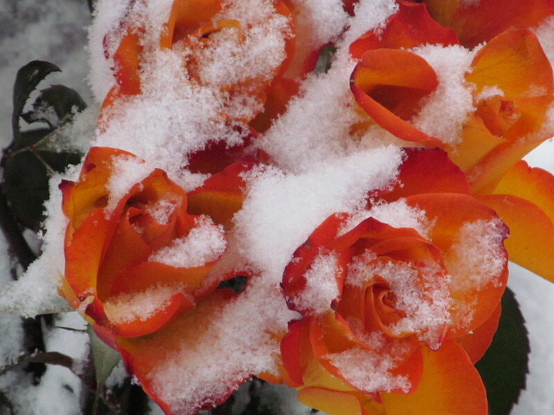 Orange Roses in Snow — Calm