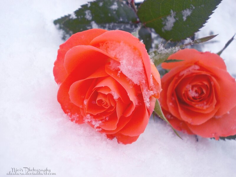 Orange Roses in Snow