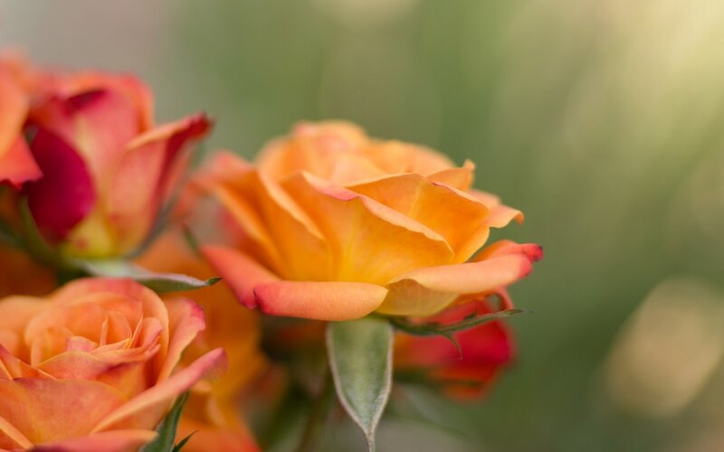 Orange roses in soft focus