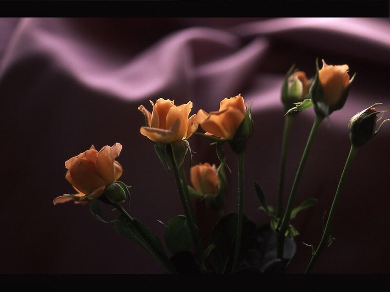 Orange roses in soft light