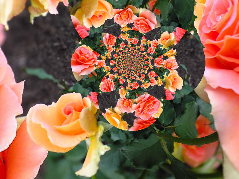 Orange Roses in Spiral