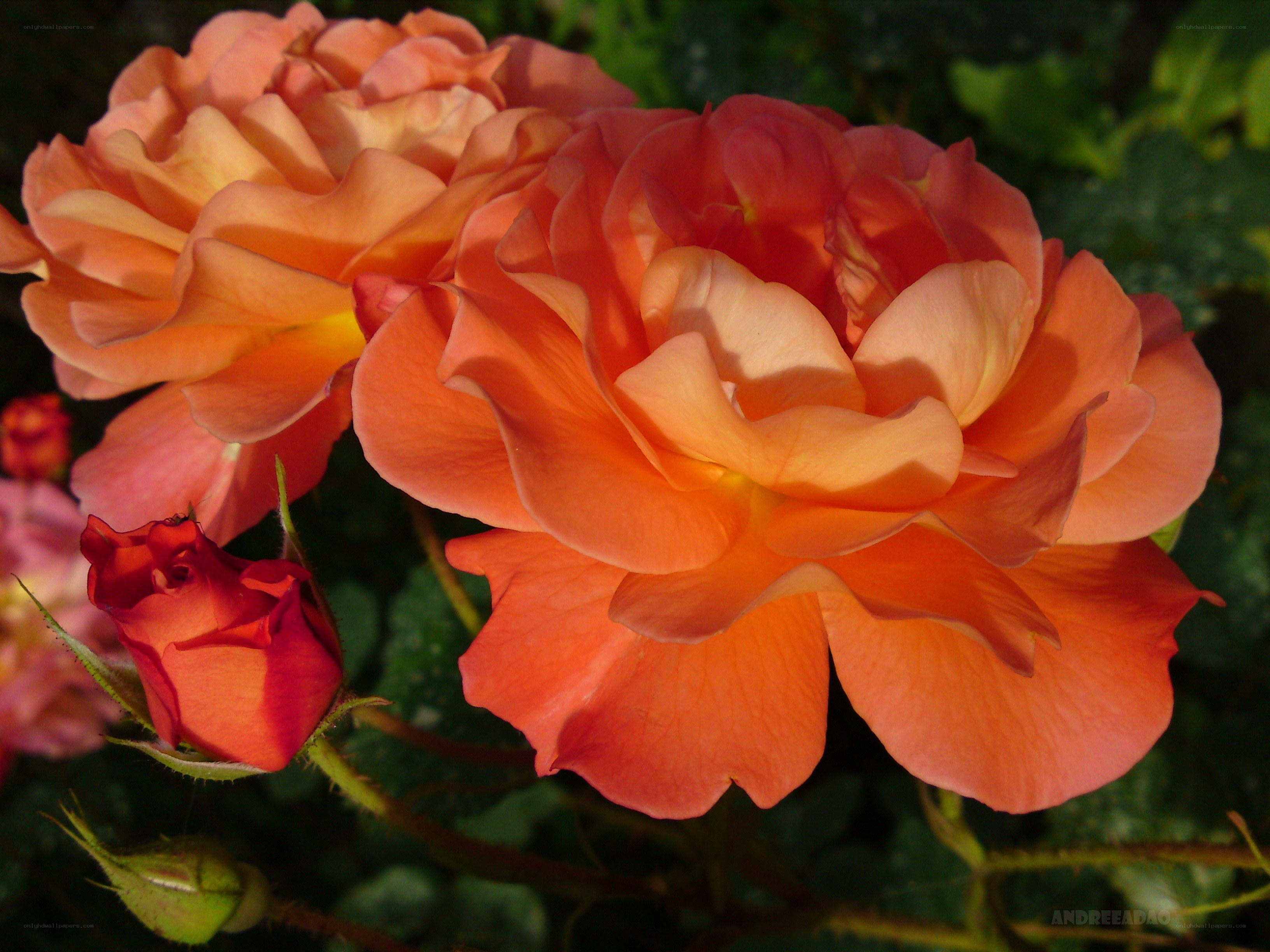 Orange roses in sunlight