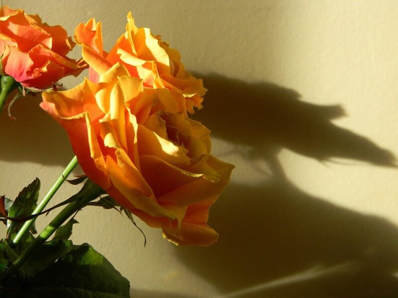 Orange Roses in Sunlight — Dramatic