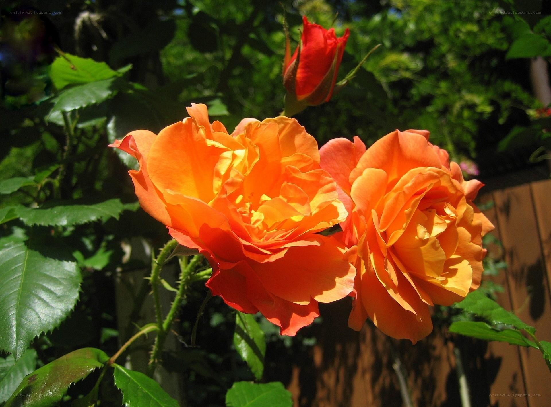 Orange roses in sunlight