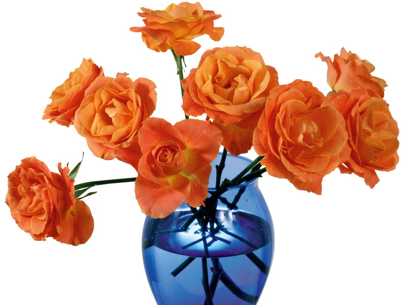 Orange Roses in Vase — Calm, Photograph