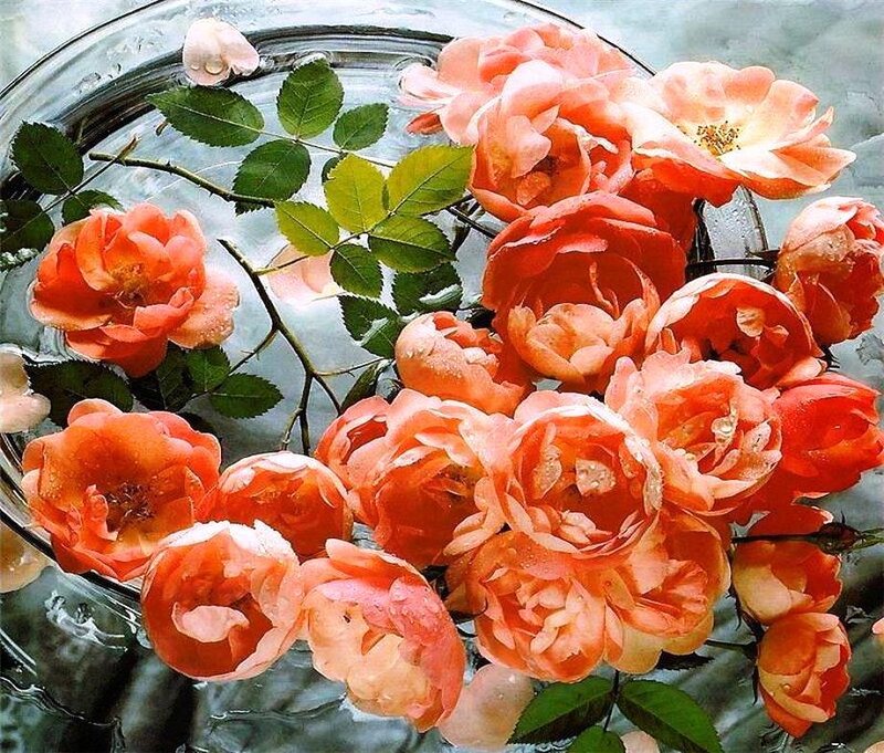 Orange Roses in Water