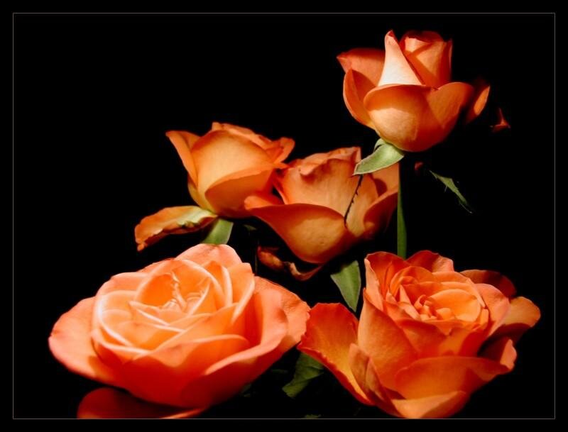 Orange Roses on Black