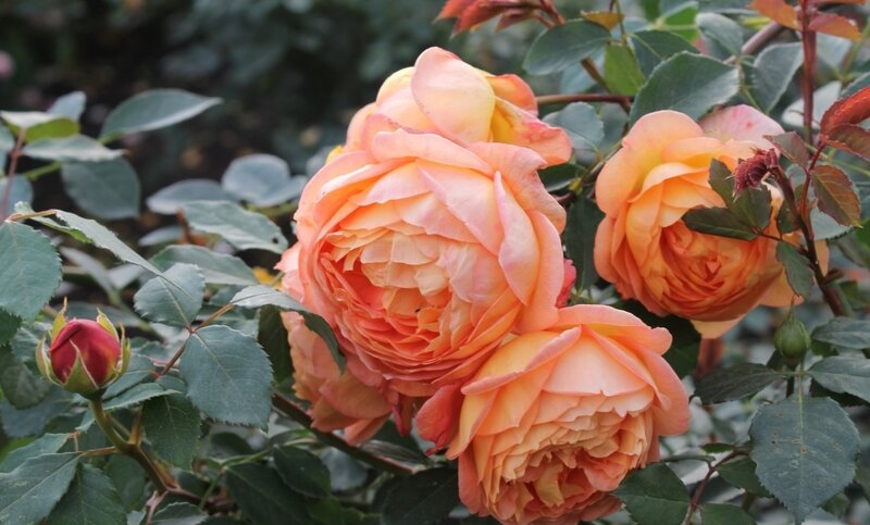 Orange Roses on Bush