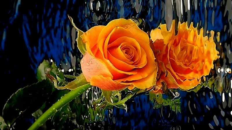 Orange roses under water