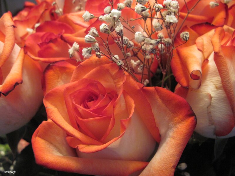 Orange Roses with Baby's Breath