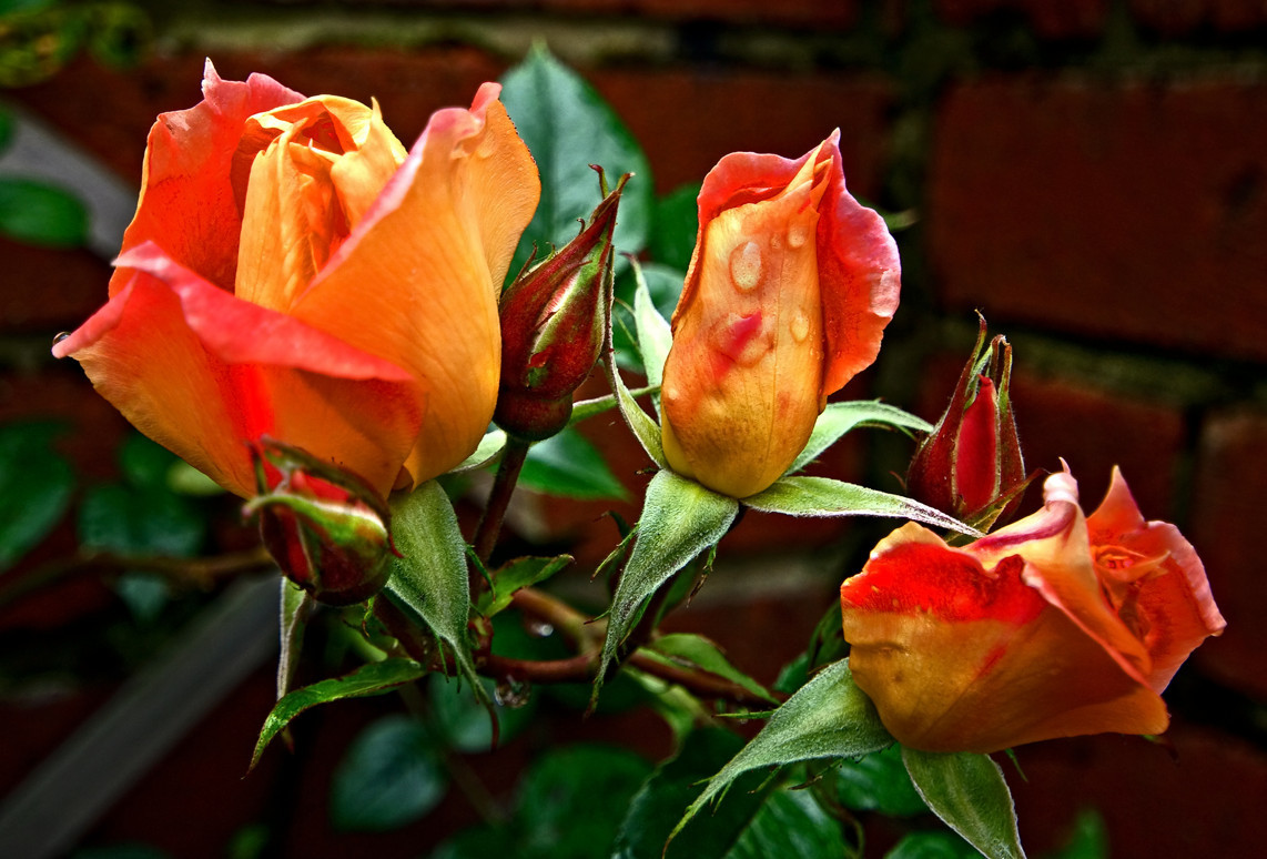 Orange roses with dew drops
