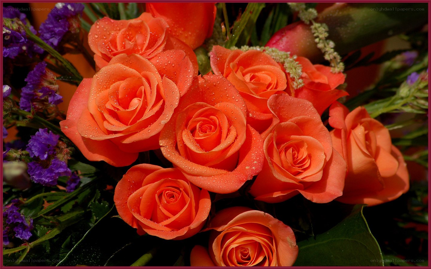 orange roses with dew drops