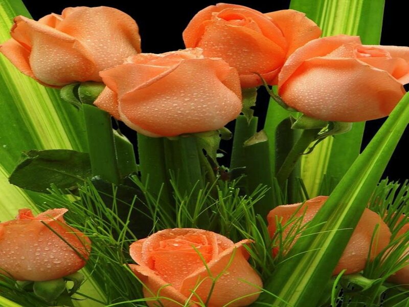 Orange Roses with Dew — Fresh