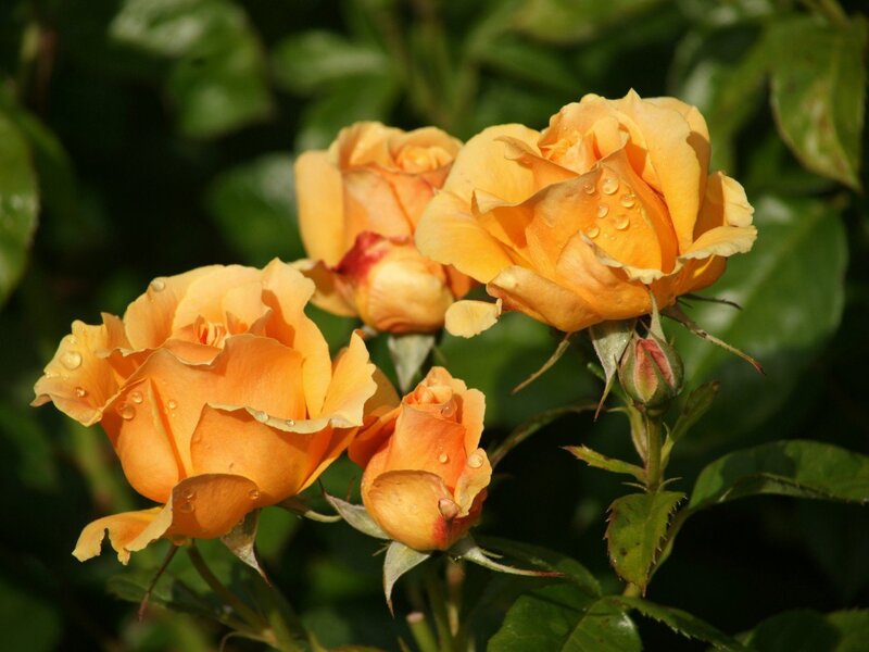 Orange Roses with Dew — Serene, Morning