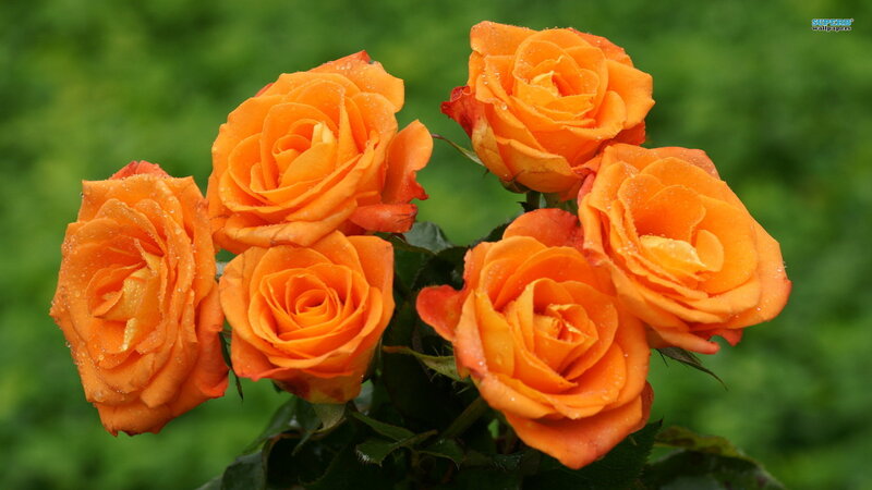 Orange Roses with Dew — Serene