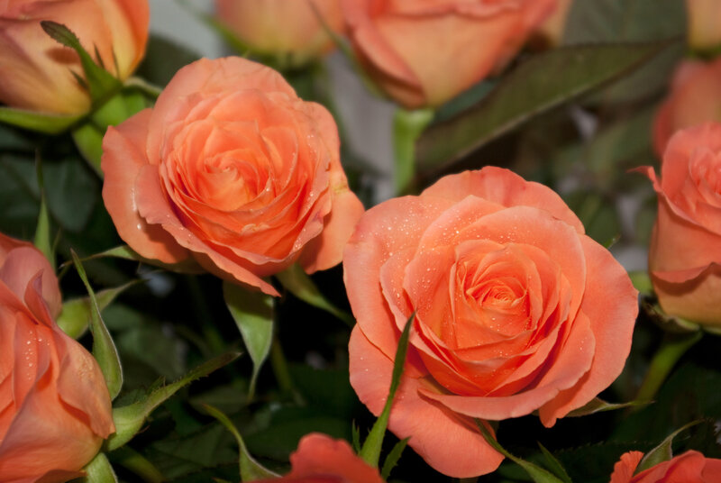 Orange Roses with Dew