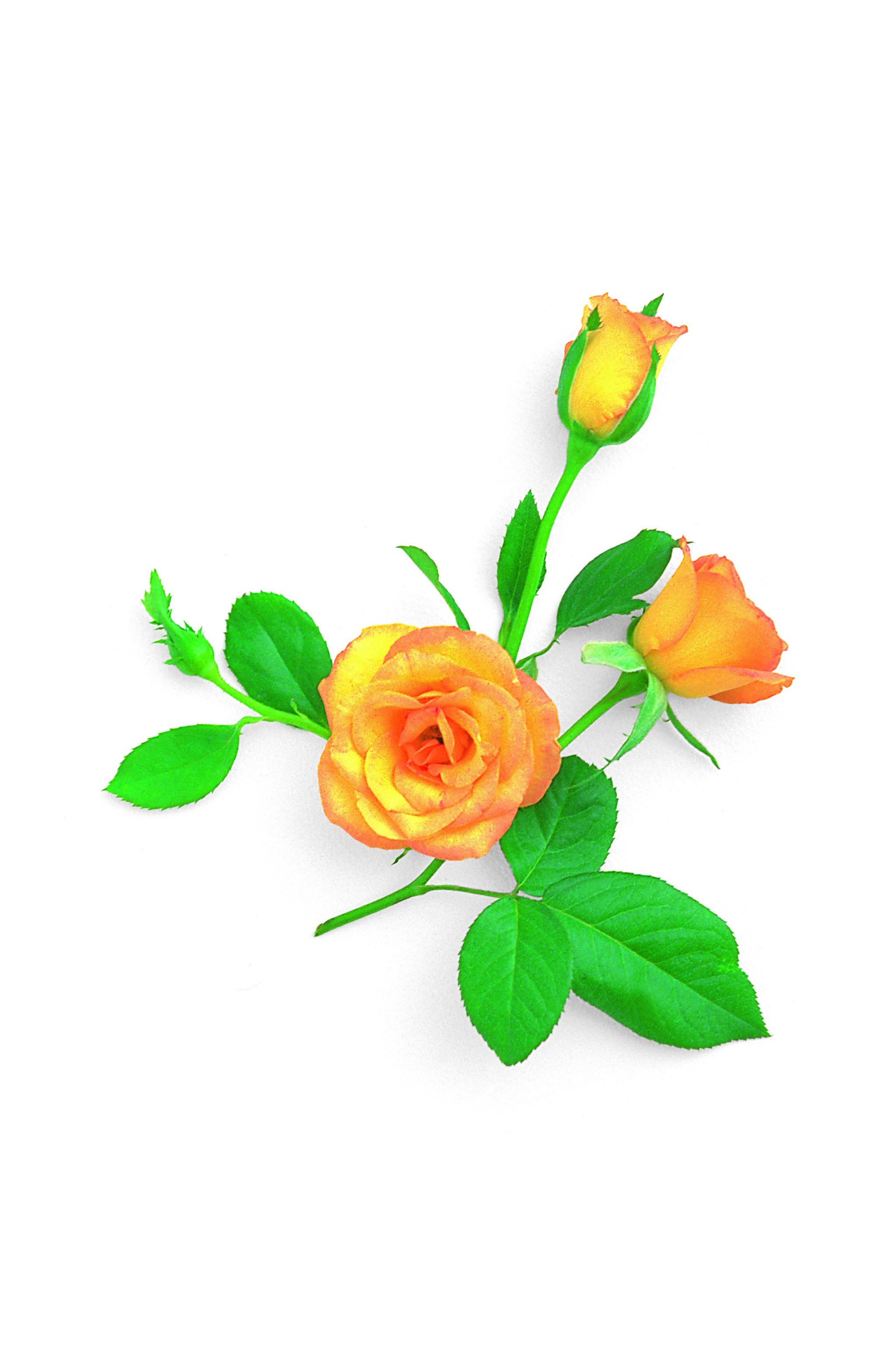 orange roses with green leaves