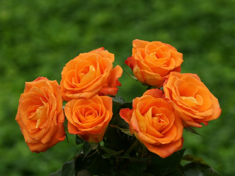 Orange Roses with Water Droplets — Calm