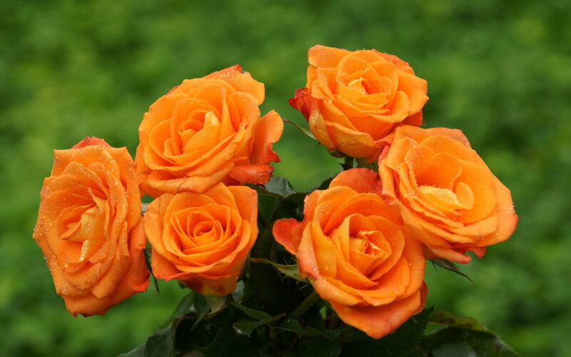Orange Roses with Water Droplets — Serene, Photograph