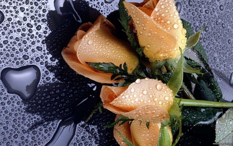 Orange Roses with Water Droplets — Serene, Photograph, Water Droplets, Green Leaves