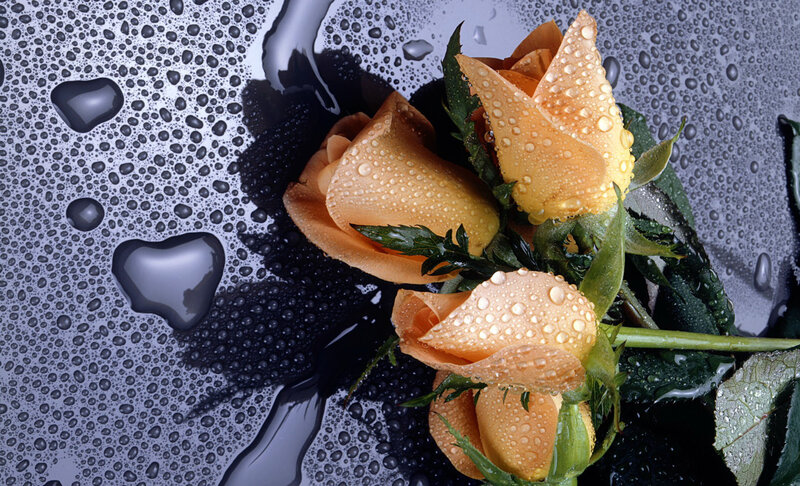 Orange Roses with Water Droplets — Serene, Photograph, Water Droplets