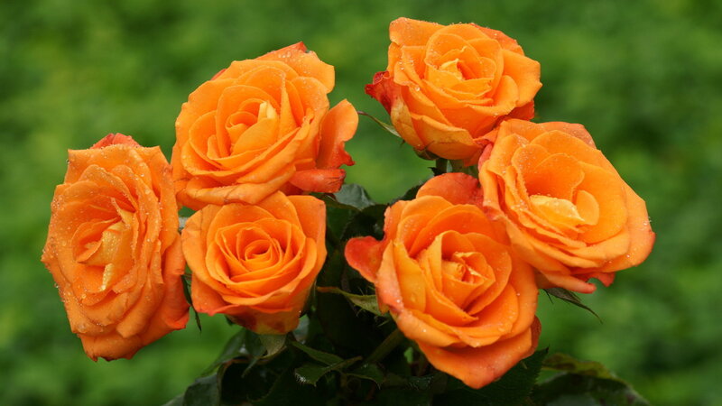 Orange Roses with Water Droplets — Serene