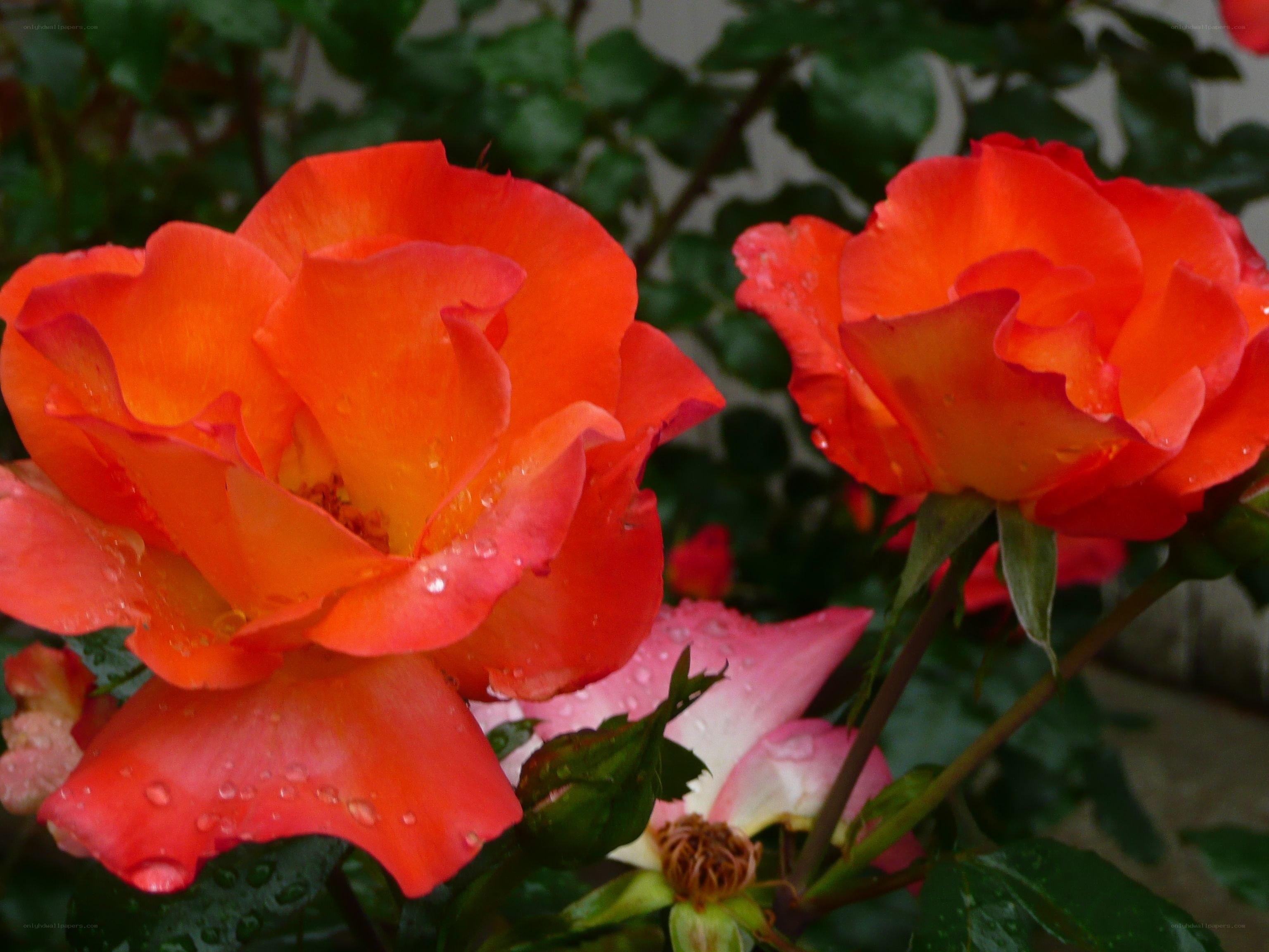 Orange roses with water droplets