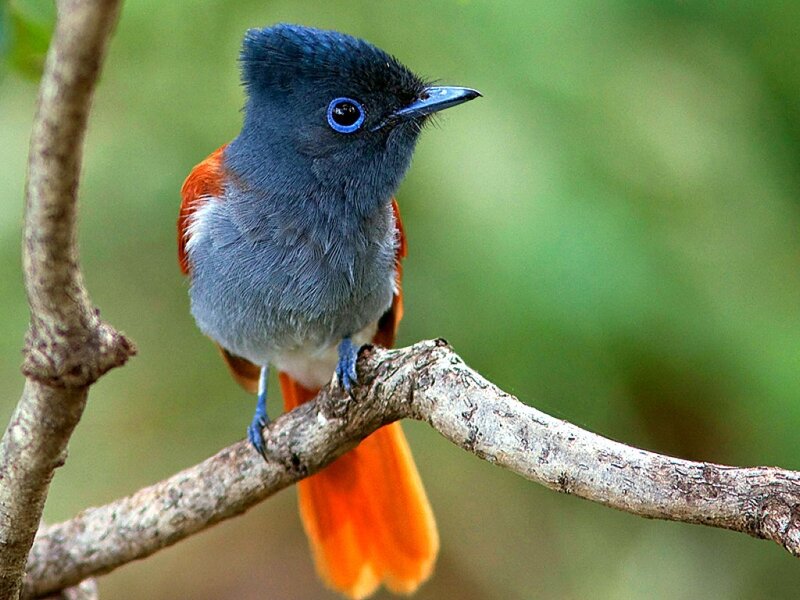 Orange-rumped Paradise Flycatcher
