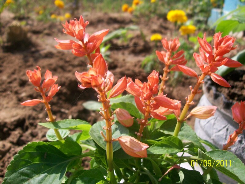Orange Salvia Flowers