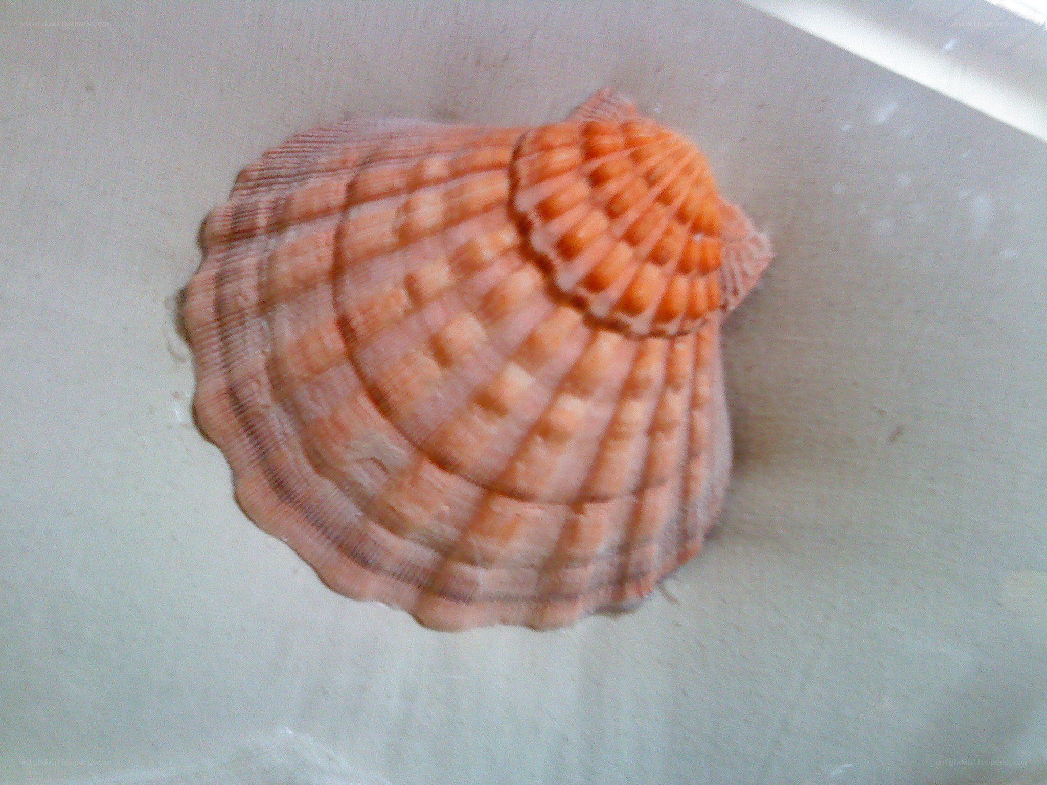 orange scallop shell