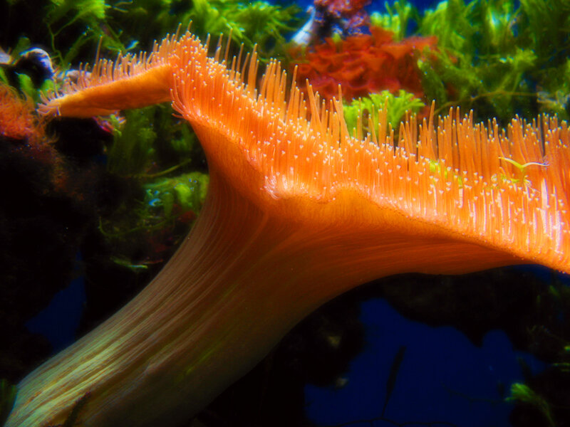 Orange Sea Anemone