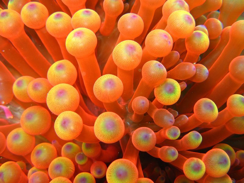 Orange Sea Anemone — Vibrant