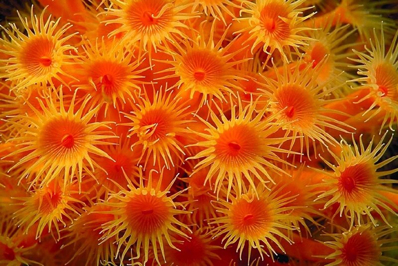 Orange Sea Anemones