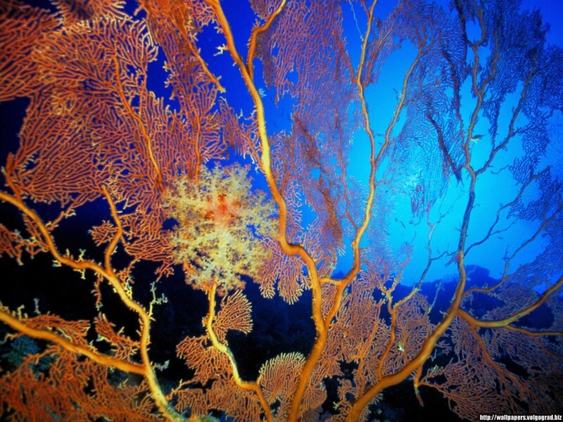 Orange Sea Fans